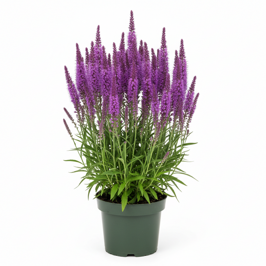 Liatris Spicata Blazing Star (Snakewort) 1 gal