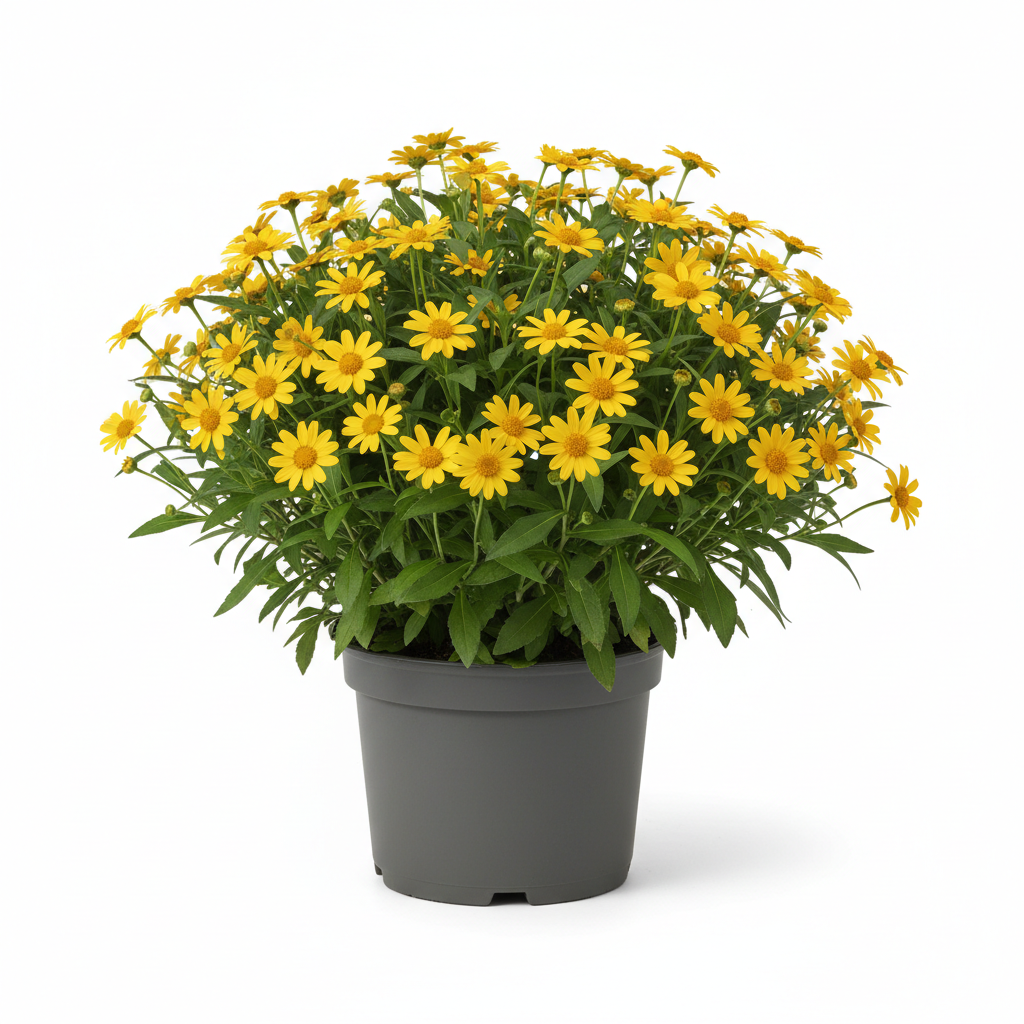 Melampodium