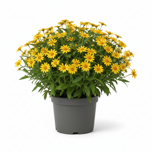 Melampodium