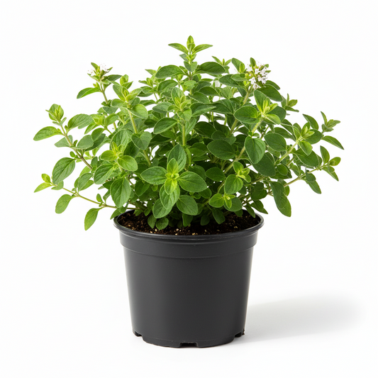 Oregano Mexican 4-5"
