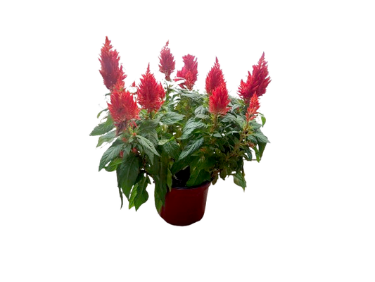 Celosia