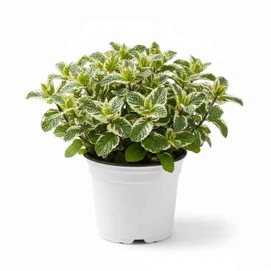 Mint White Peppermint 4in