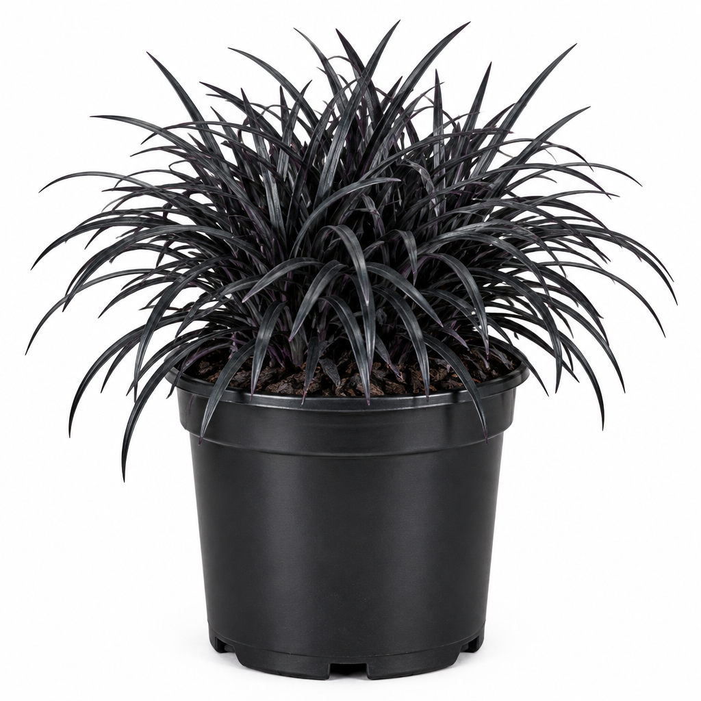 Black Mundo Grass