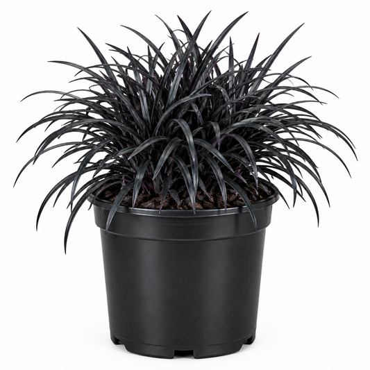 Black mondo grass