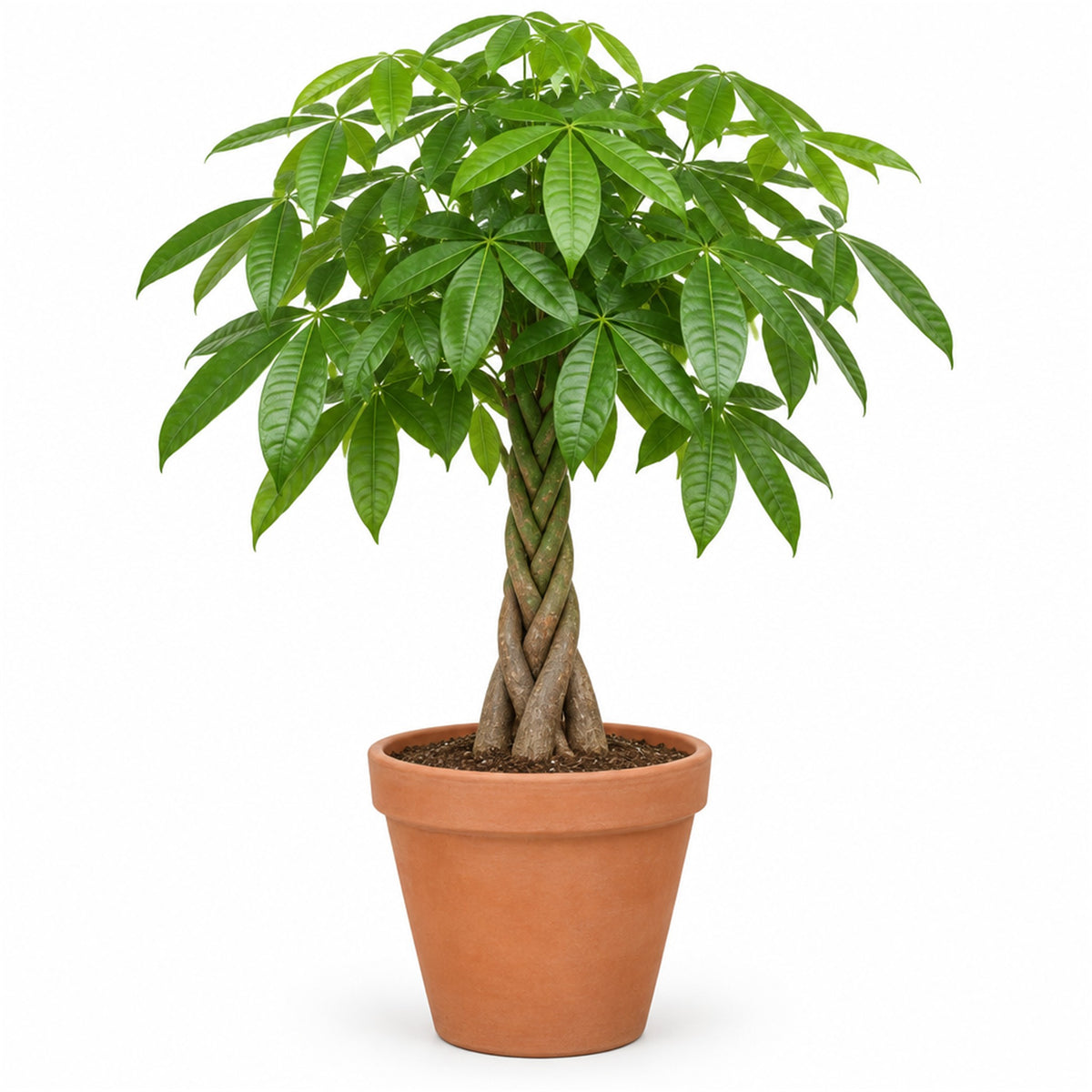 Large braided money tree in a 10 inch terracotta pot