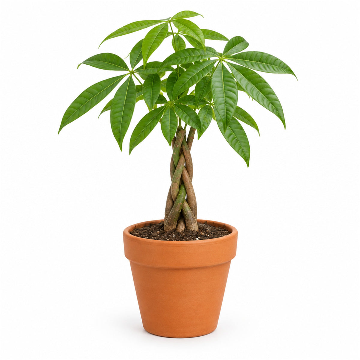 Small braided money tree in a 4 inch terracotta pot
