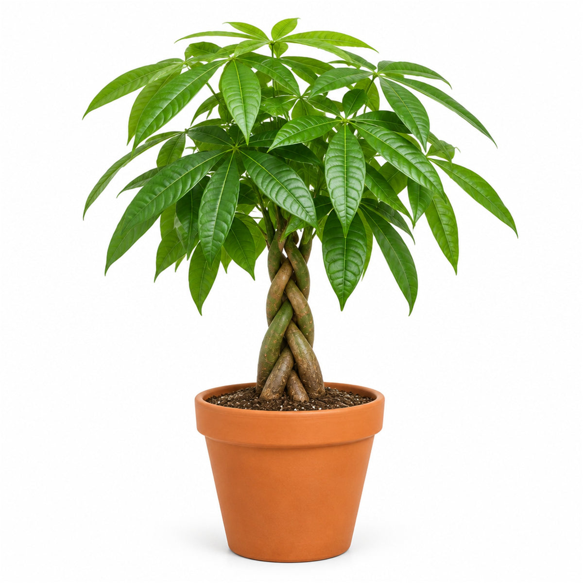 Braided money tree in a 6 inch terracotta pot