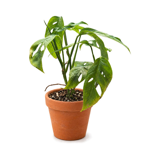 Monstera Adansonii Swiss Cheese 4in plant in a terracotta pot