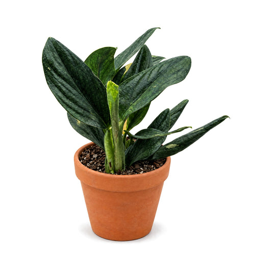 Monstera Cobra houseplant in a terracotta pot