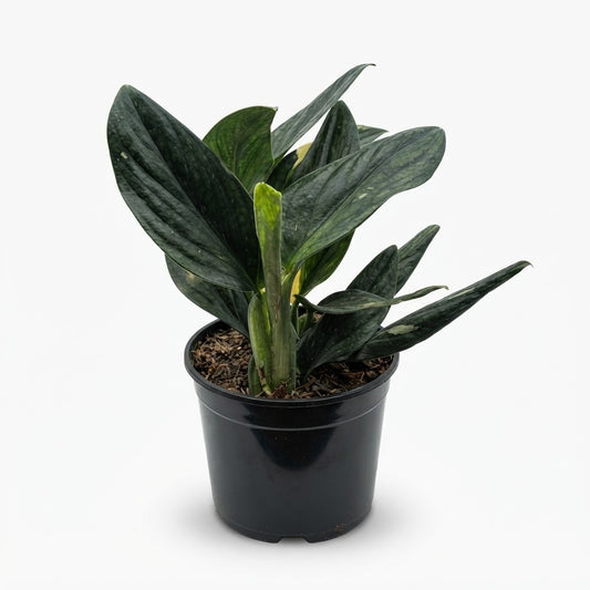Monstera Cobra variegated houseplant