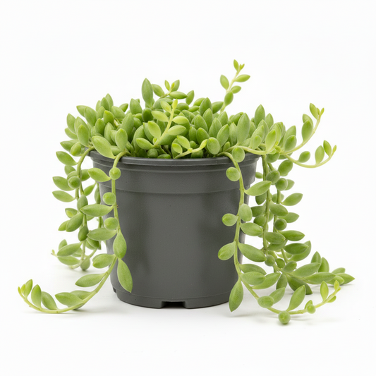 String of Bananas 4"