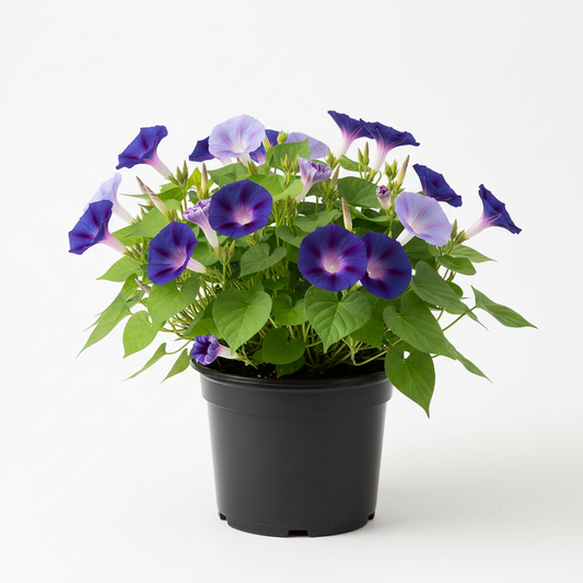 Morning Glory
