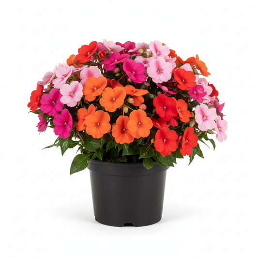 New Guinea Impatiens