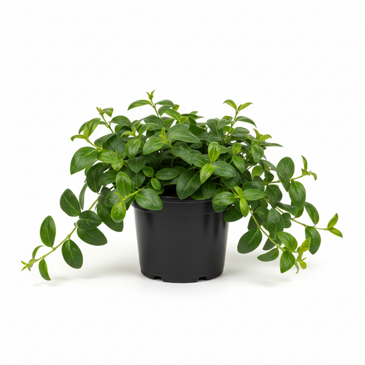 Vinca Vine 4.5 in