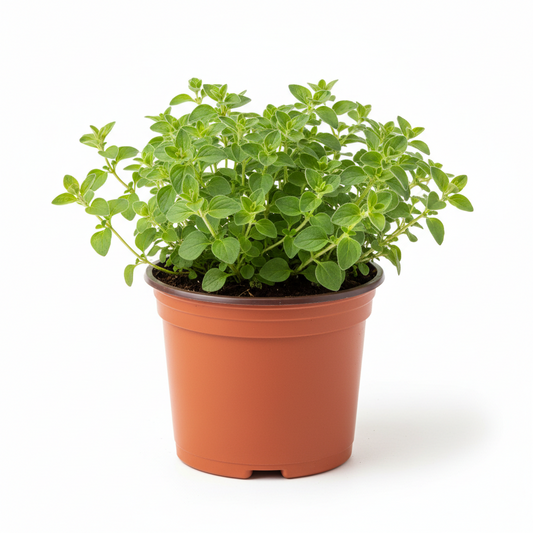 Oregano 4-5"