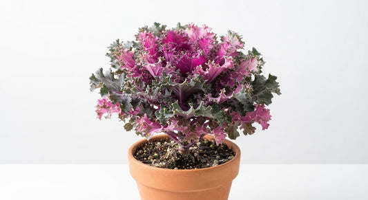 Kale Ornamental