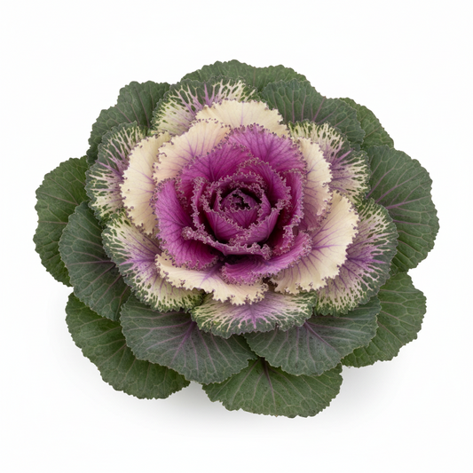 Cabbage Ornamental 8 in