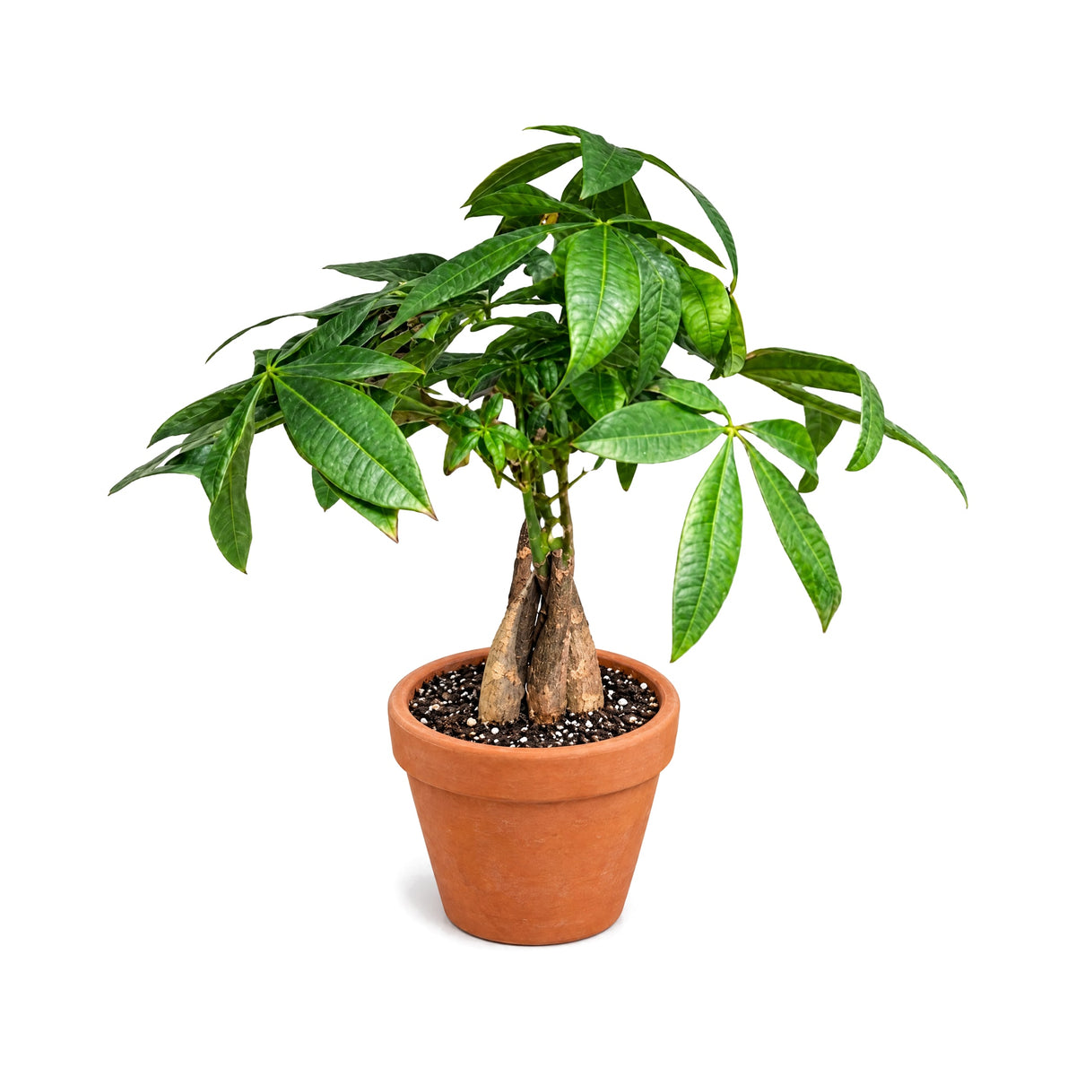 Money tree (Pachira) houseplant in a terracotta pot
