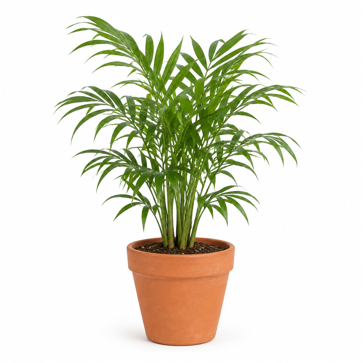 Parlor palm in a terracotta pot