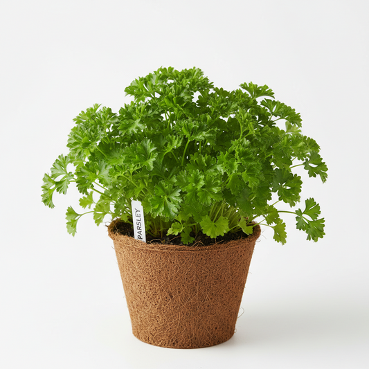 Parsley