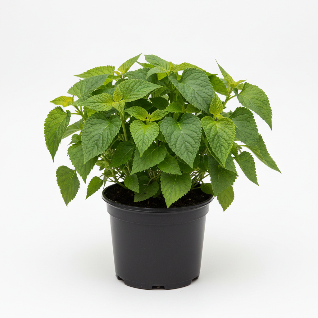 Patchouli 4in