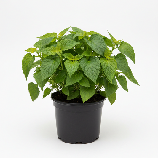 Patchouli 4in