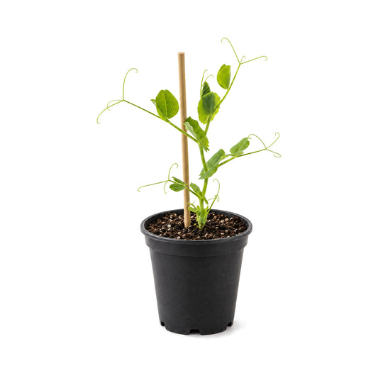 Sugar Snap pea seedling in a black grower's pot