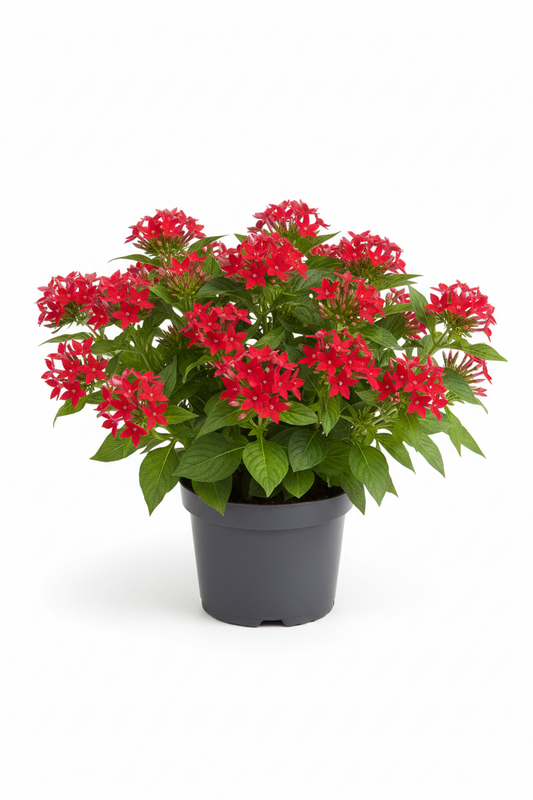 Pentas