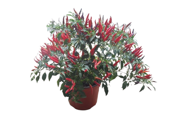 Ornamental Pepper Plant
