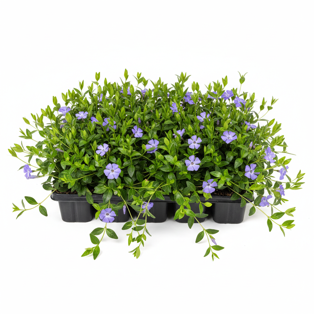 Vinca flat