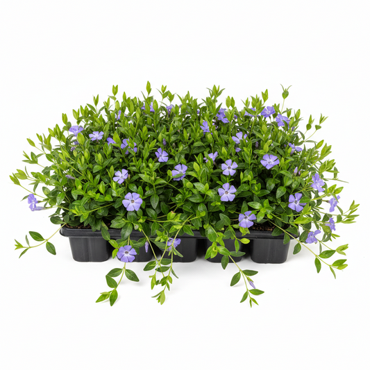 Vinca flat