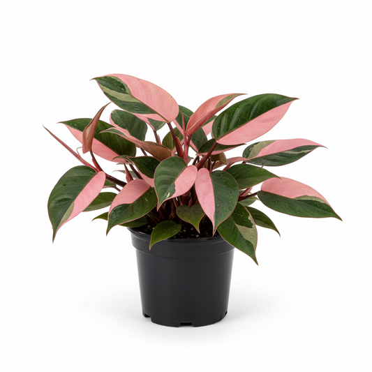 Philodendron Pink Princess 4in