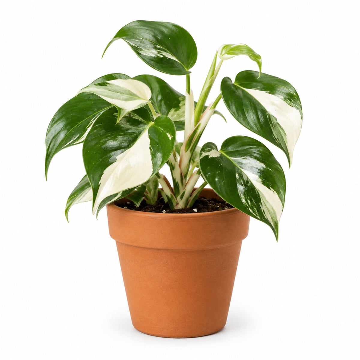 Philodendron White Wizard in a terracotta pot