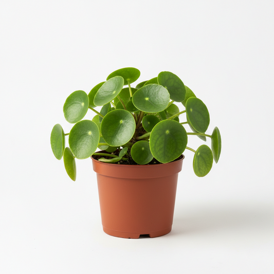 Pilea peperomioides 4"