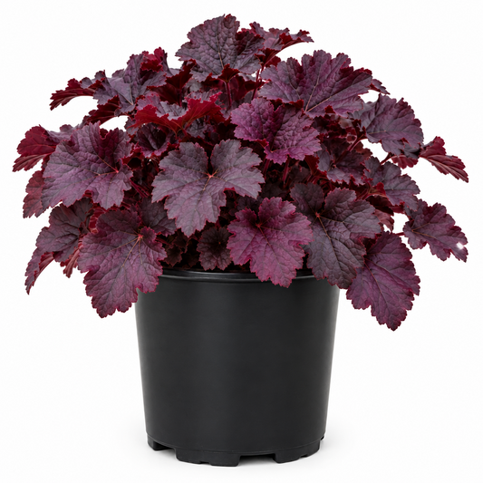 Heuchera Plum Pudding coral bells