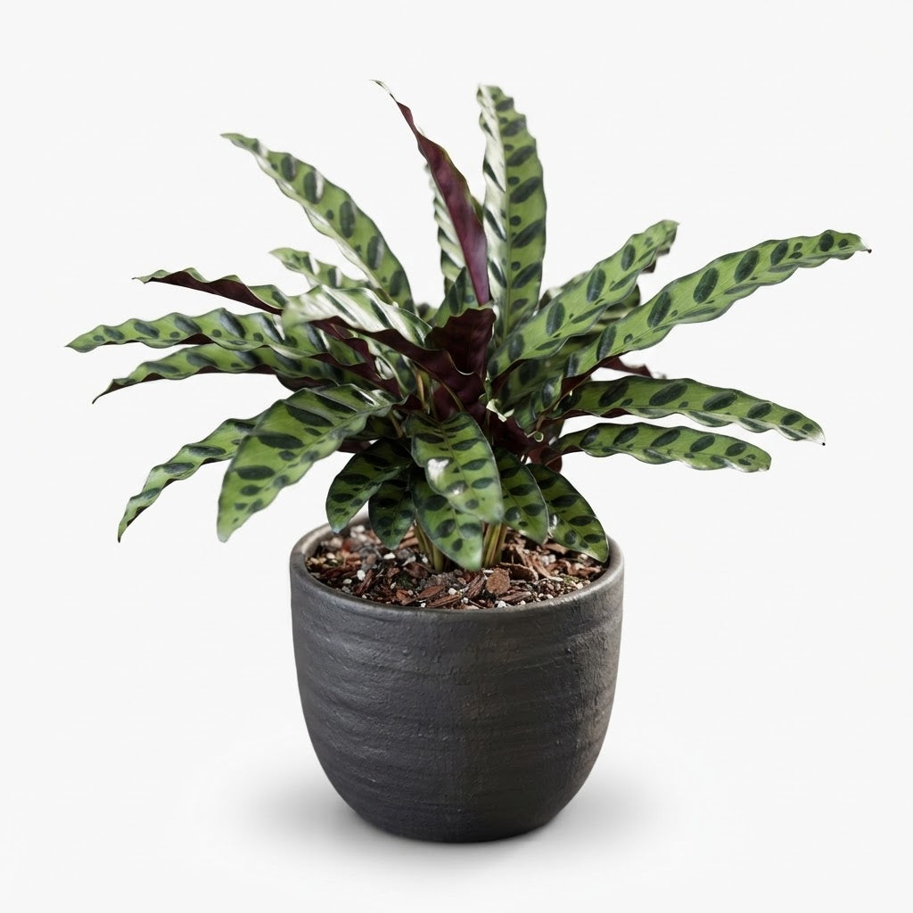 Calathea Rattlesnake