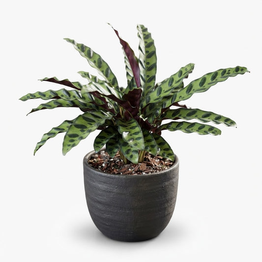Calathea Rattlesnake