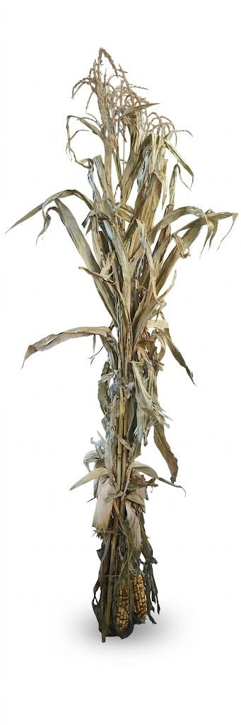 Cornstalks