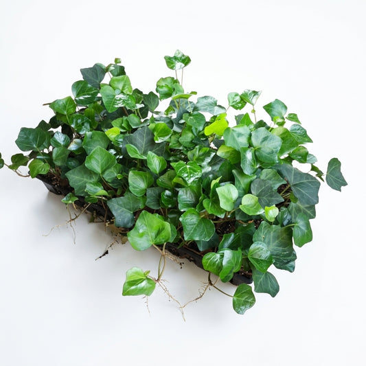 English Ivy 50 flat