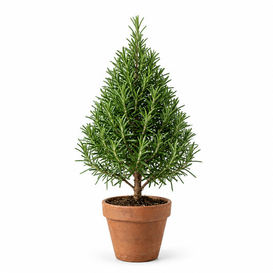 Rosemary Christmas tree in a terracotta pot