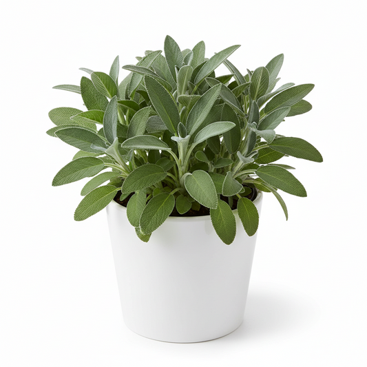 Sage 4.5