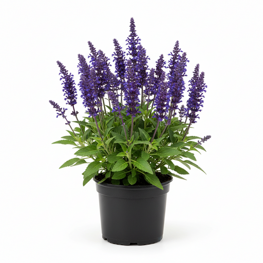 Salvia Caradonna 1 gal