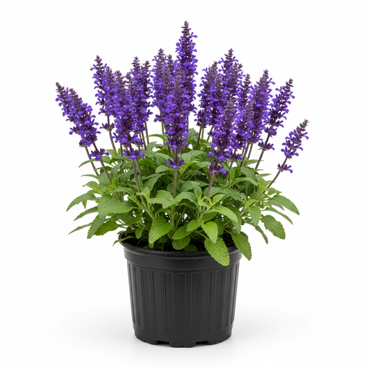 Salvia 1qt