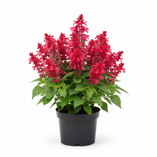 Salvia Moulin Rouge 2 gal