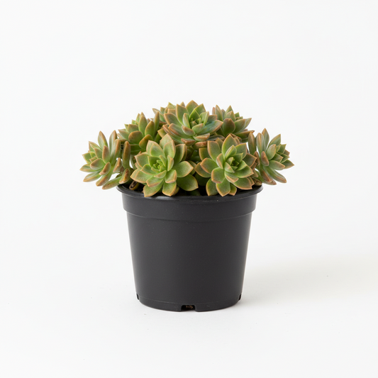 Sedum 1 gal