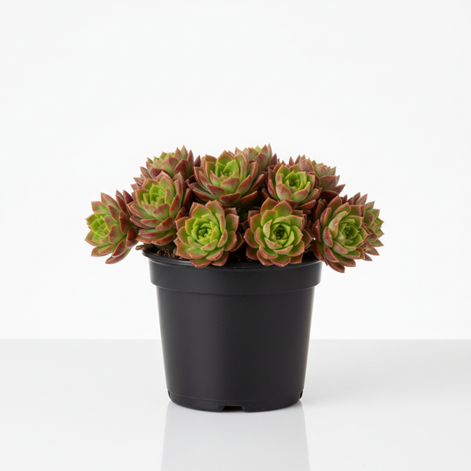 Sedum Proven Winner 1 gal