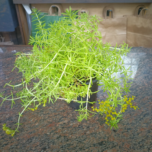 Sedum - Yellow Bouquet 4"