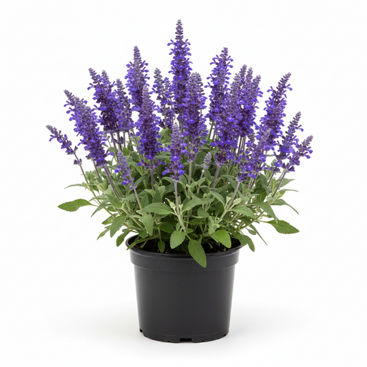 Salvia