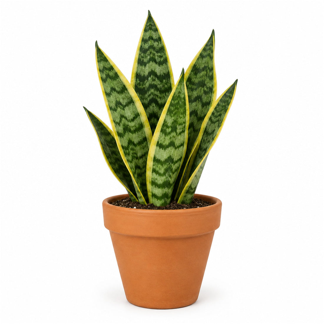 Assorted Snake Plant 4in – Urban Garden Center