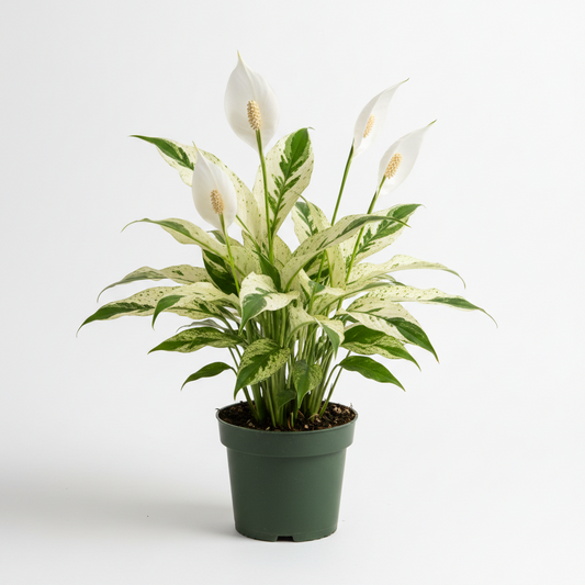 Spath Peace Lily Domino (variegated) 4in